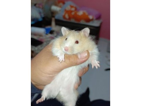 4 aylık full eğitimli hamster