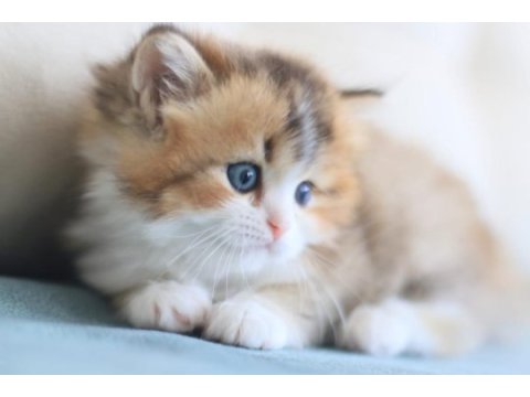 3 aylık british longhair bicolor erkek
