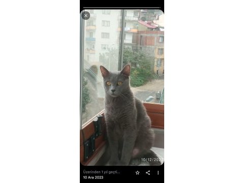 Ücretsiz cins kedimiz
