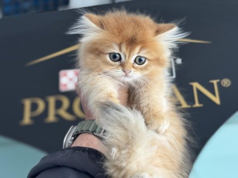 Kart postal gibi golden longhair british yavrular
