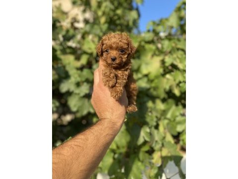 Kore toy poodle bebek köpeklerim