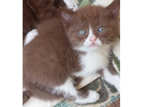 Bi color tarçın ve çikolata rengi british shorthair