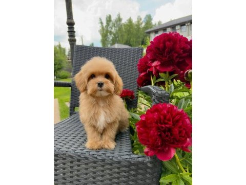 Kore eğitimli maltipoo