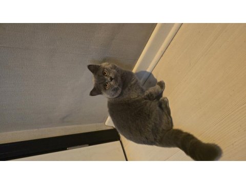 8 aylık erkek british shorthair