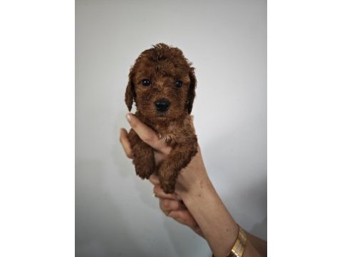 Lekesiz poodle yavrularımız