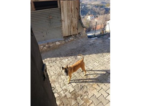Belçika kurdu