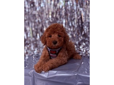 Safkan toy poodle yavrularımız