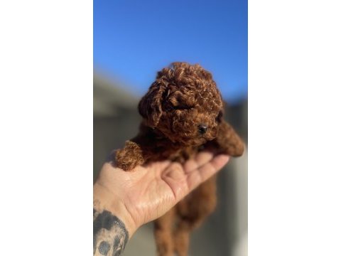 Safkan dişi toy poodle