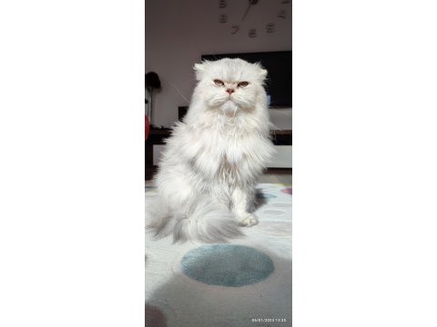 Kedimize takip şartlı iyi bakacak aile