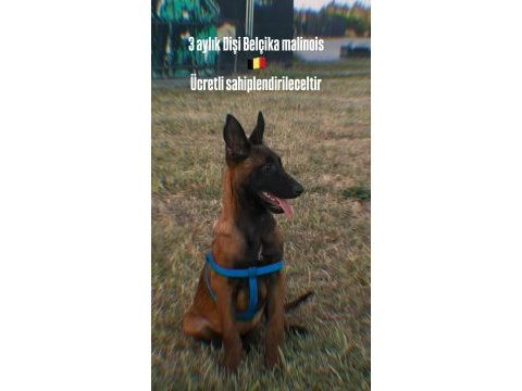 3 aylık dişi belçika malinois