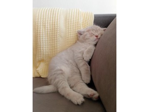 Safkan british shorthair