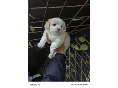 Yeni yuvalarına gitme hazır köpekler