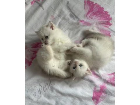 British longhair bebekler