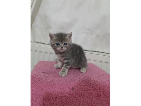 Güzeller güzeli exotic shorthair