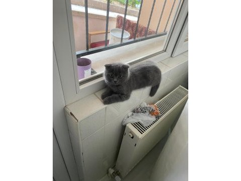 2.5 aylık scottish fold duman