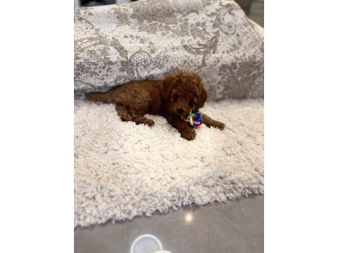 Kore toy ve tea cup poodle