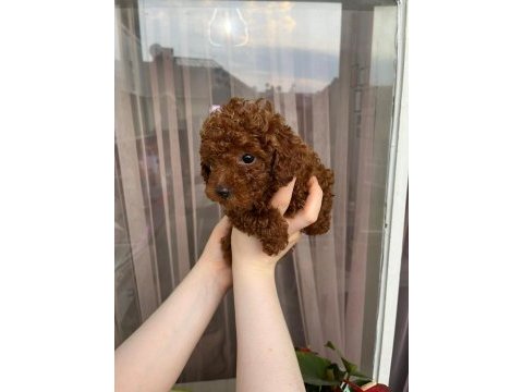 Ev doğumlu baba teacup kore, toy poodle anneden yavrular