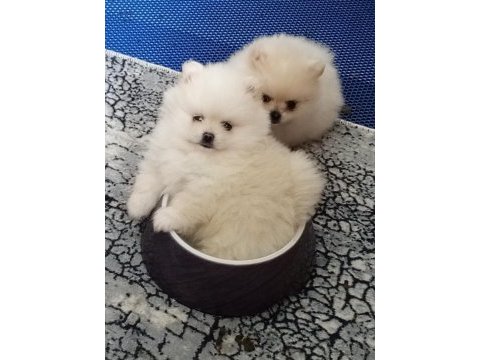 Antalya pomeranian boo köpeğimiz