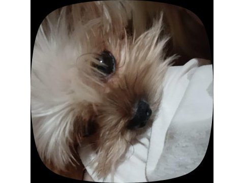 Çiftleştirmek için erkek yorkshire terrier arıyoruz