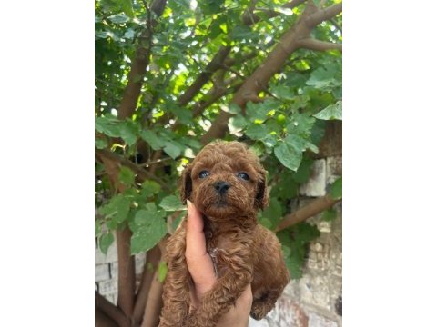 Toy poodle cinsi bebişler