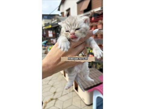 British shorthair yavrular