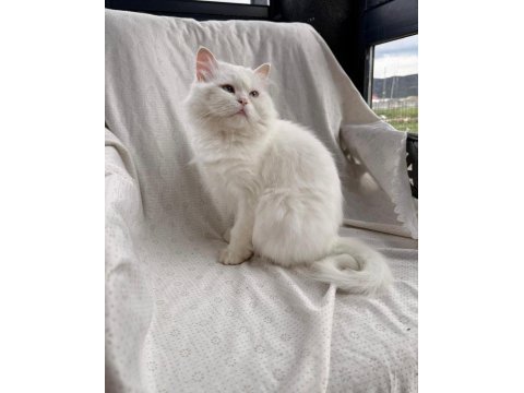 Kısır british longhair yeni yuvasını arıyor