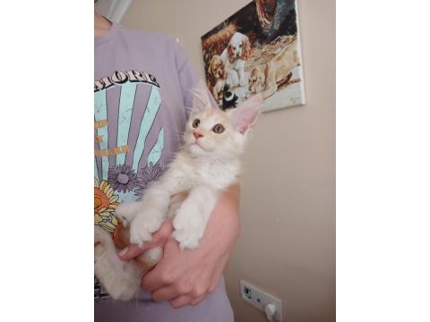 Safkan şecereli maine coon yavrular