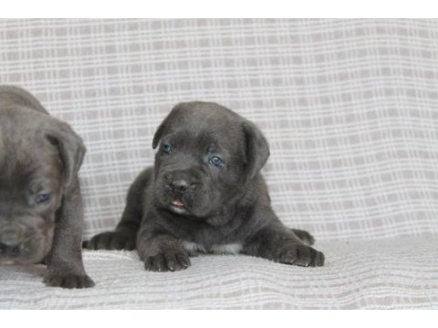 Benim cane corso köpeğim
