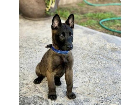 Belçika kurdu (malinois) köpeği