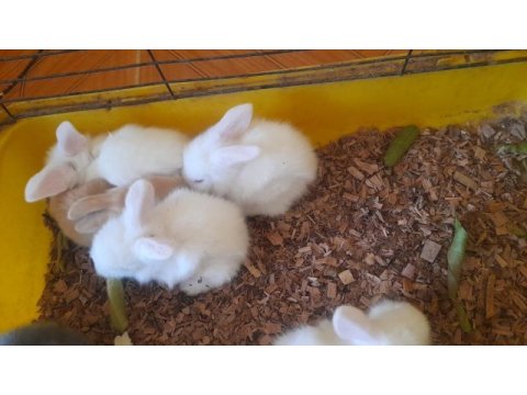 Hollanda lop tavşanı yavrusu
