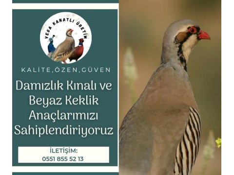 Yetişkin kınalı keklik