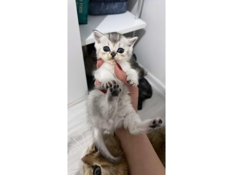 Silver ve golden british shorthair bebekler