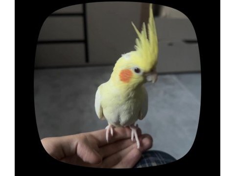 Sultan papağanı evcil 12 aylık