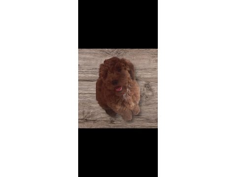Minyatür toy poodle yavrularımız