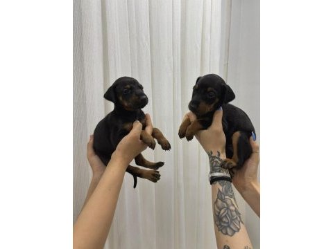 Ev ortamında büyüyen safkan doberman dişi yavrular