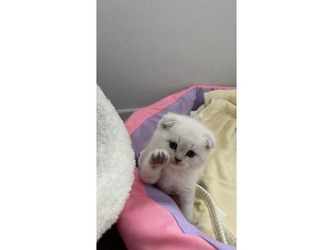 1.5 aylık tuvalet eğitimli mavi gözlü scottish fold