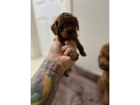 Kore kan red brown toy poodle yavrular
