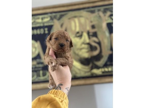 Toy poodle köpeği yavrularımız