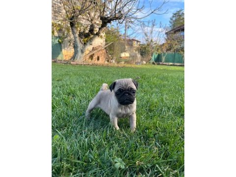 Pug son kaldım hızlı olan kazanır