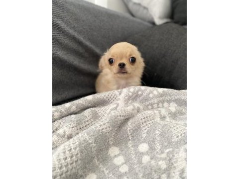 Dişi krem şivava bebek