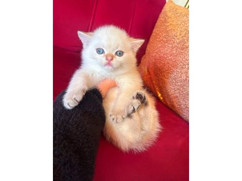 Safkan british shorthair erkek yavrular