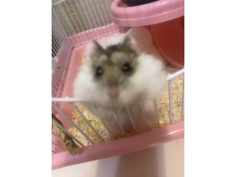 Gonzales hamster