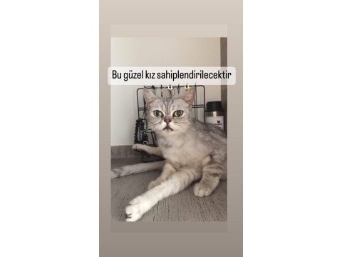 Fıstık hamım british shorthair
