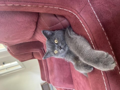 Ücretsiz sahiplendirme british shorthair