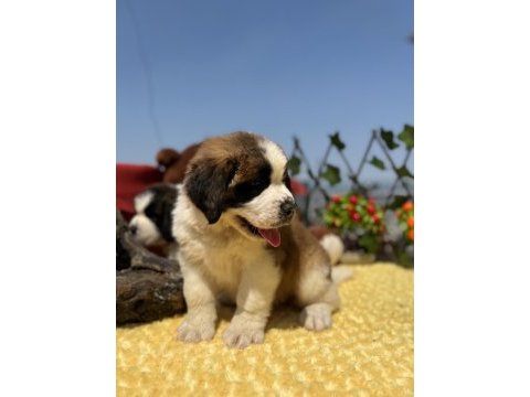 Harika anatomi üst kalite st bernard yavrular