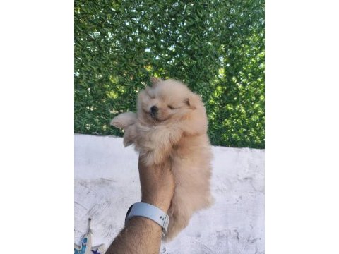 Erkek dişi pomeranian ayıcıklar