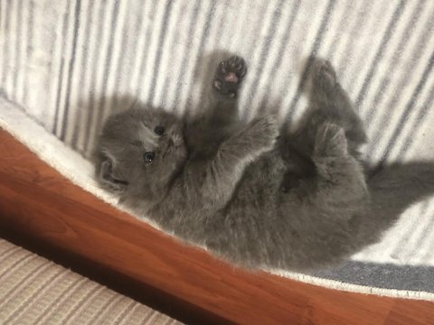 1 temmuz scottish fold bebekleri safkan ayı suratlar