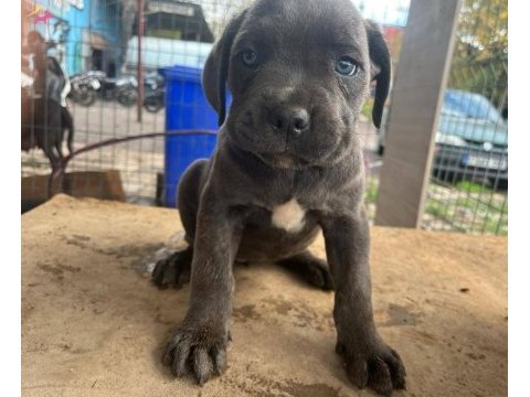 Uluslararası şecereli cane corso yavrularımız