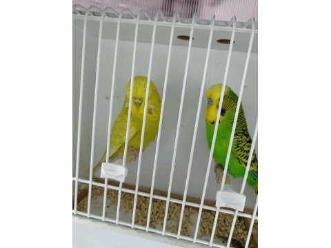 Jumbo ve show damızlık kuşlar