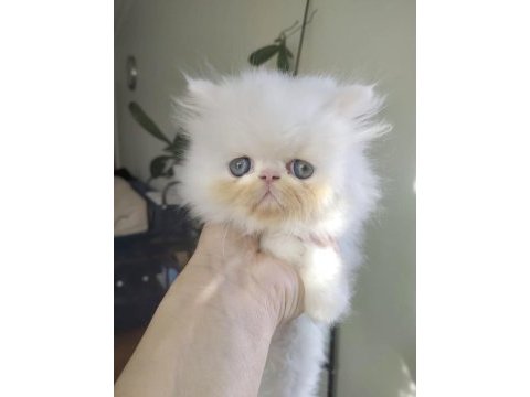 Safkan iran kedisi yavruları